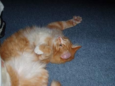 Blanding af racer "Tiger" - Farlig? ja bare kom an!! billede 3