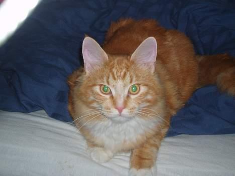 Blanding af racer "Tiger" - Sur kan jeg også være! billede 4