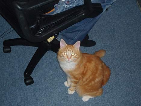 Blanding af racer "Tiger" - jeg gider snart ikke have taget flere billeder!! billede 5