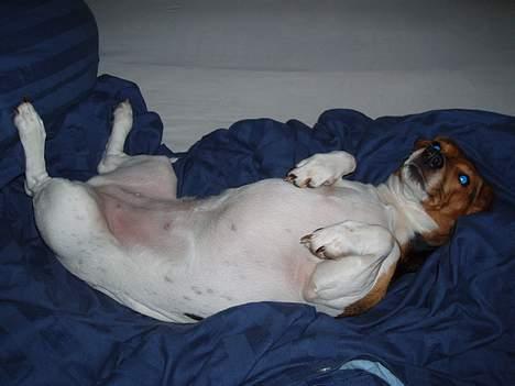 Blanding af racer "Tiger" - sys lige i skulle se et billed af min aller beste ven!  billede 6