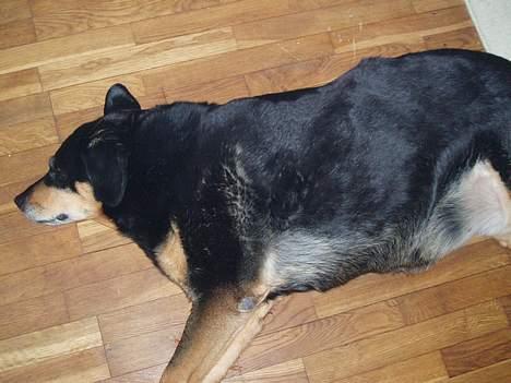 Blanding af racer "Tiger" - Her er Tøsen! det er bossen i huset! hende skal man ikke drille for meget, hun er også lidt for gammel til at lege med Tine og jeg!  billede 7