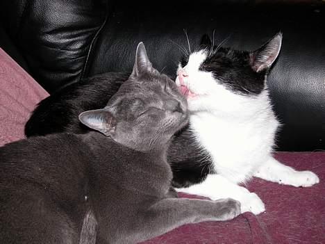 Blanding af racer Zip - Kattevask (Zip 9½år, Sean 9 mdr) billede 11