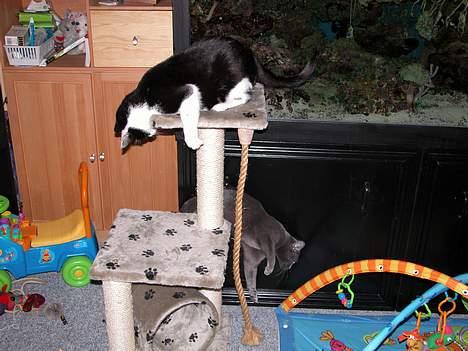 Blanding af racer Zip - Ups... han faldt ned (Zip 9½ år) billede 12