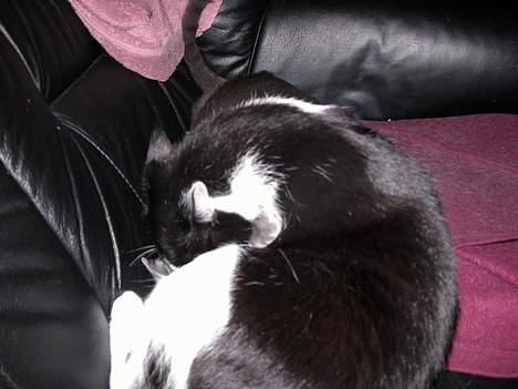 Blanding af racer Zip - og sådan ordner man en Korat (Zip 9½år) billede 13