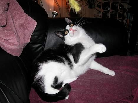 Blanding af racer Zip - Legesyg som altid (9½ år) billede 14