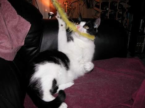 Blanding af racer Zip - Got it ! ....Legesyg som altid (9½ år) billede 15