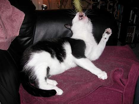 Blanding af racer Zip - Dask... (9½ år) billede 16