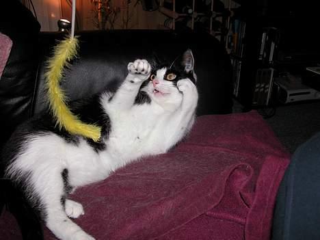 Blanding af racer Zip - Denne gang.... billede 17