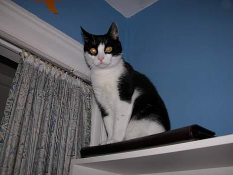 Blanding af racer Zip - Elsker at sidde højt til vejrs - hopper fra sengen til toppen af reolen billede 18