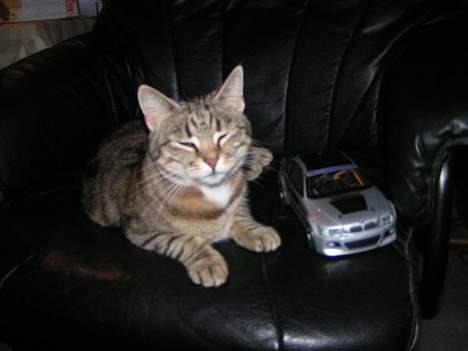 Huskat Freja - Freja og en og mine biler billede 11