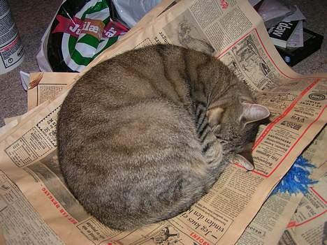 Huskat Freja - Krympe mis :-) billede 12