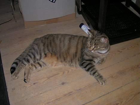 Huskat Freja billede 13