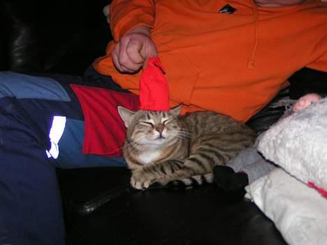 Huskat Freja - Jule mis billede 14