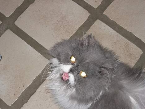 Perser Alexander(Xander) billede 9