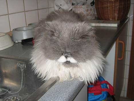 Perser Alexander(Xander) billede 10