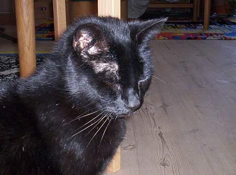 Blanding af racer Carlos billede 17