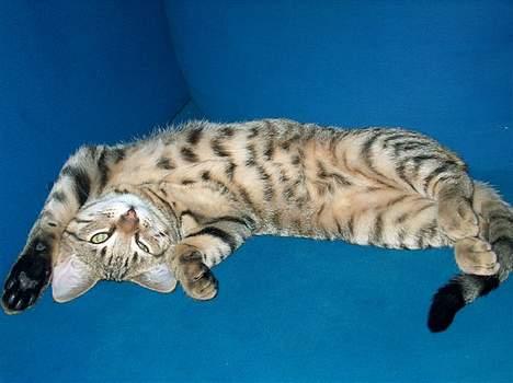 Blanding af racer Tarzan - Tror du billedet ville se godt ud fra denne vinkel? billede 7