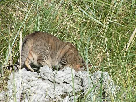 Huskat Freja - hmm... firben! billede 15