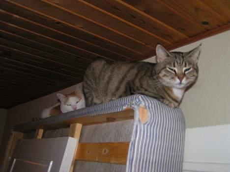 Huskat Freja billede 16