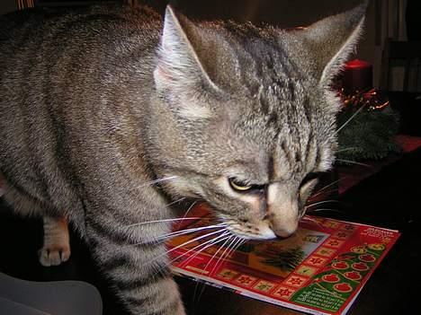 Huskat Freja - Nu skrider jeg!! billede 17