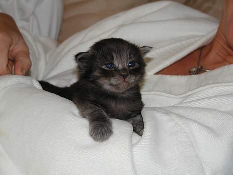 Norsk Skovkat Tigi Cat´s Herbert - Hagsten´s Herman-søn af Herbert billede 3