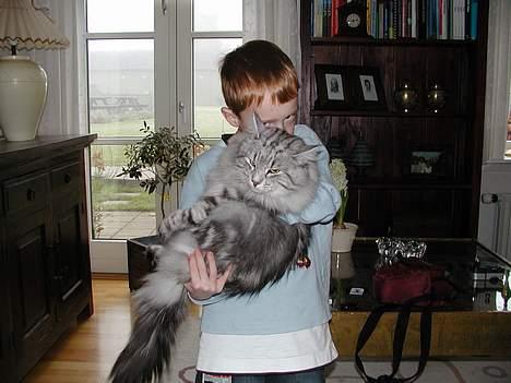 Norsk Skovkat Tigi Cat´s Herbert - Herbert og Kasper billede 4