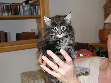 Norsk Skovkat Tigi Cat´s Herbert - Hagsten´s Sømand-søn af Herbert billede 5