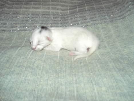 Norsk Skovkat Tigi Cat´s Herbert - Hagsten´s Sprællemand-søn af Herbert billede 6