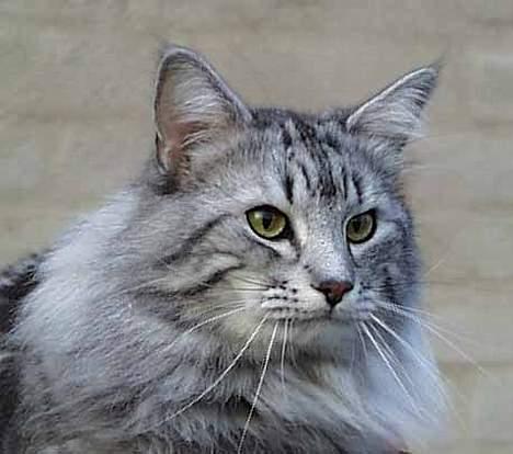 Norsk Skovkat Tigi Cat´s Herbert - Tigi Cat´s Herbert billede 7