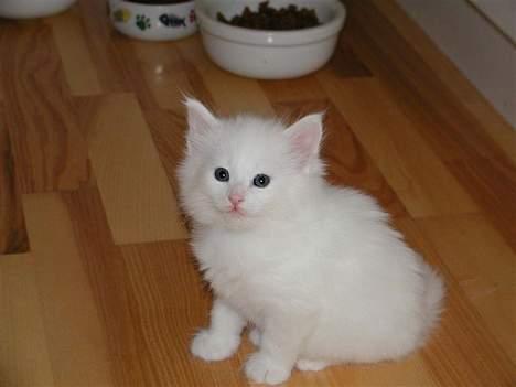 Norsk Skovkat Tigi Cat´s Herbert - Hagsten´s Snemand-sønnen billede 8