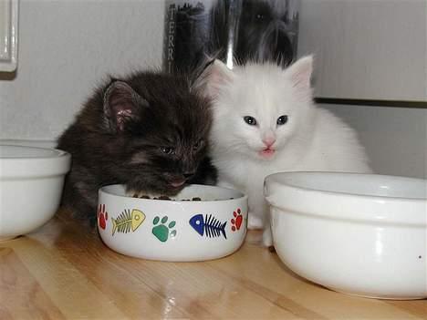 Norsk Skovkat Tigi Cat´s Herbert - -børnene fra kuld 2005 billede 9