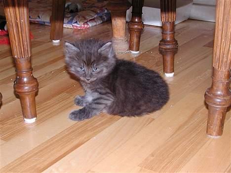 Norsk Skovkat Tigi Cat´s Herbert - -sønnen Herman billede 10