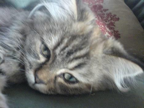 Blanding af racer Rabell - løbet bort:-( - Se lige...Er jeg ikke bare lidt fin? billede 1