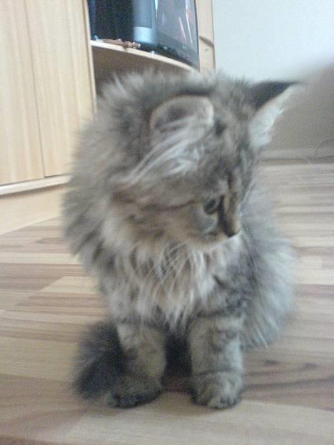 Blanding af racer Rabell - løbet bort:-( - Der ligger et eller andet på gulvet billede 2