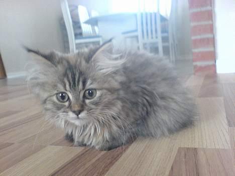 Blanding af racer Rabell - løbet bort:-( billede 3