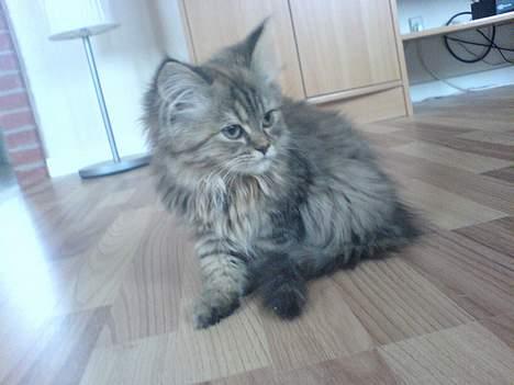 Blanding af racer Rabell - løbet bort:-( billede 4