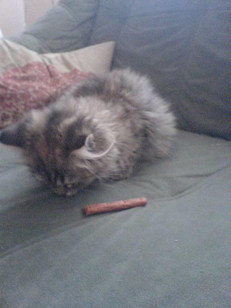 Blanding af racer Rabell - løbet bort:-( billede 5