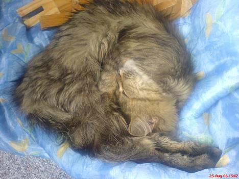 Blanding af racer Rabell - løbet bort:-( - Siger du at du er ved at finde noget lækkert mad ude i køkkenet? billede 6