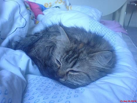 Blanding af racer Rabell - løbet bort:-( billede 7