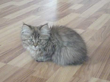 Blanding af racer Rabell - løbet bort:-( billede 8