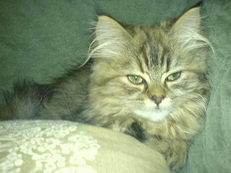 Blanding af racer Rabell - løbet bort:-( - Øv øv... Troede ellers lige at det havde lykkedes for mig at gemme mig for det dumme kamera.... billede 9