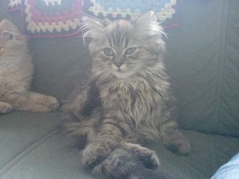 Blanding af racer Rabell - løbet bort:-( billede 10