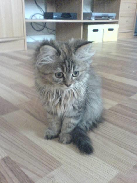 Blanding af racer Rabell - løbet bort:-( - Tror at der er et eller andet inden under den sofa.... billede 11