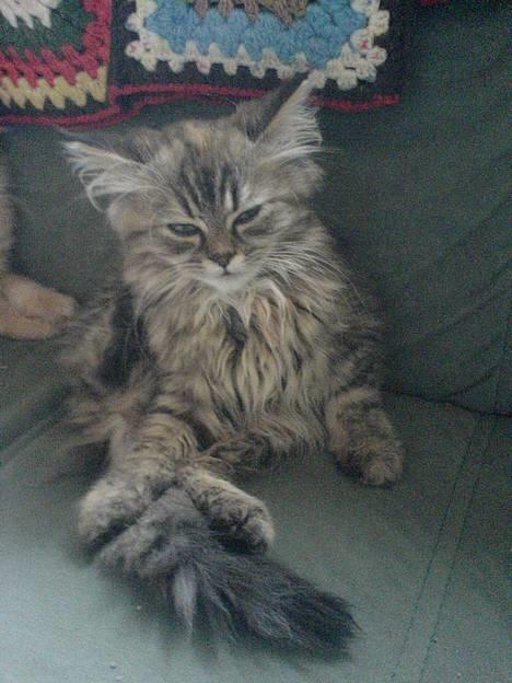 Blanding af racer Rabell - løbet bort:-( - Man kan godt gå hen og blive en smule træt engang imellem billede 12