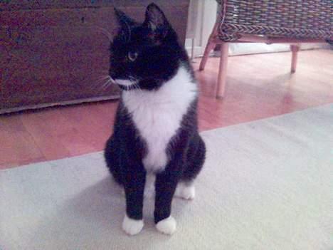 Huskat Bølle - han er ikk den bedse til at få taget  billeder billede 1