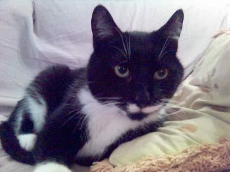 Huskat Bølle - han elsker at slape af billede 2