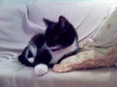 Huskat Bølle - og sove billede 3