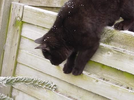 Blanding af racer Vesterbæks Shaky billede 6