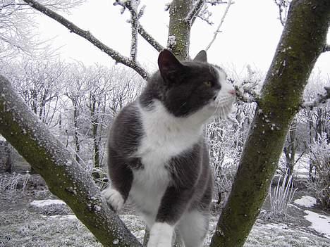 Blanding af racer Vesterbæks Stumbe billede 9