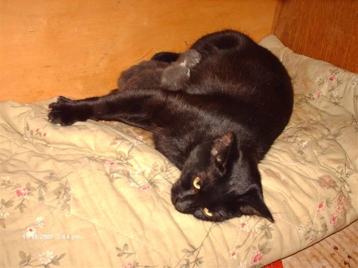 Blanding af racer † Lille mis † - lille mis ligger med hendes killinger. NYT billede 1